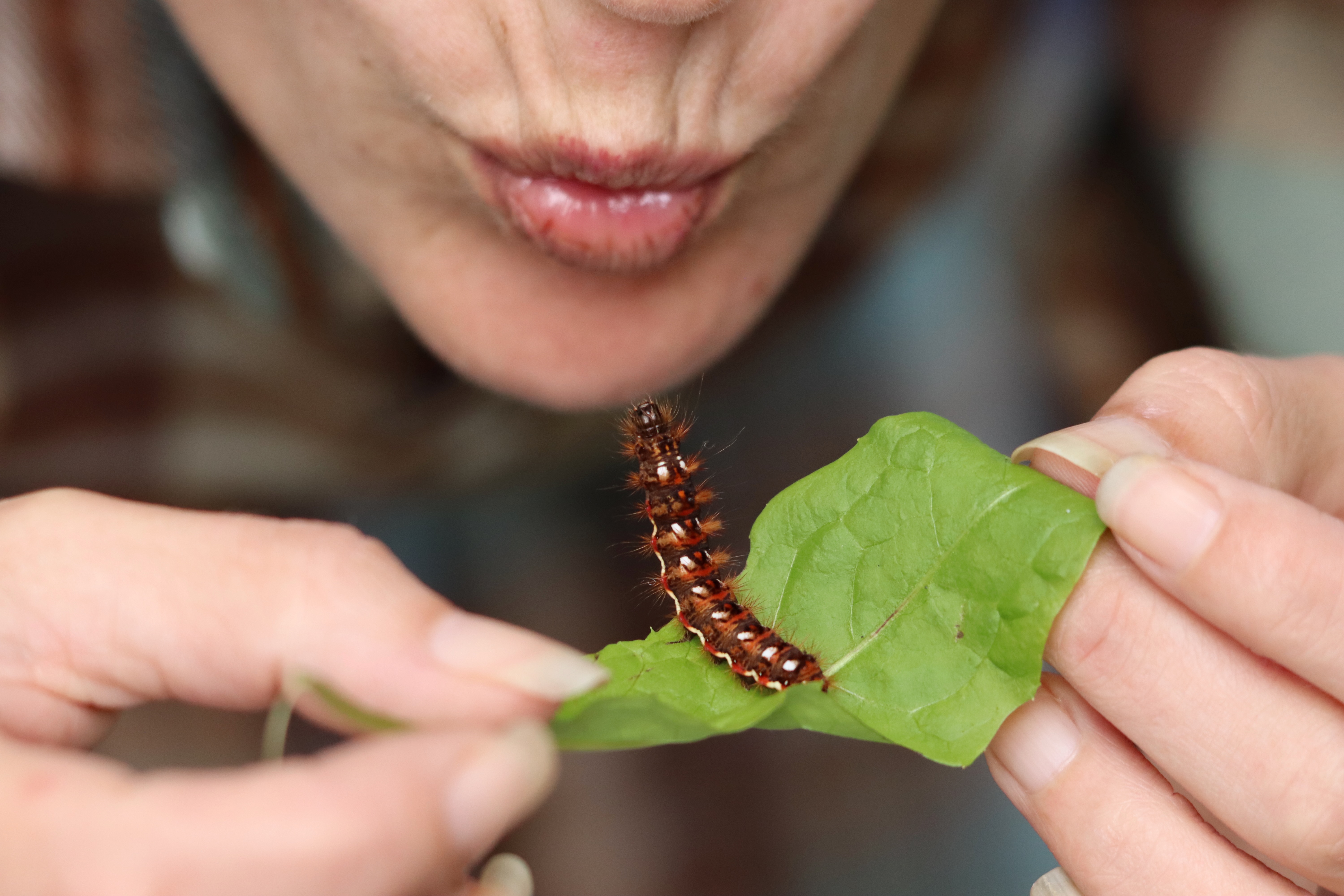 Yassi kissing the caterpillar